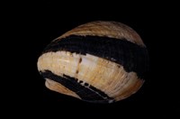 藏品(漁舟蜑螺)的圖片